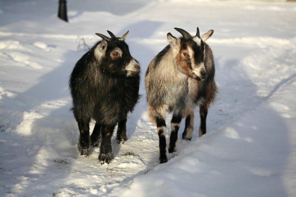 Goat dvärgget african dvärgget