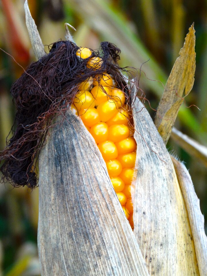 Hair corn corn plant