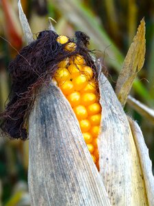 Hair corn corn plant