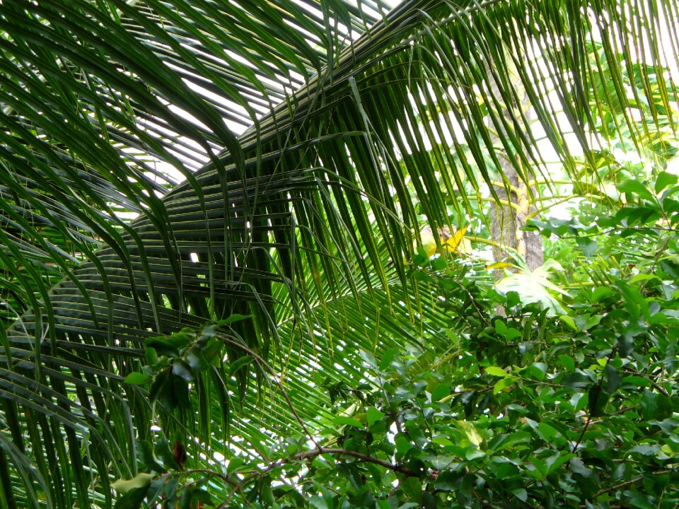 Green nature leaves