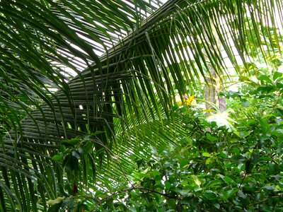 Green nature leaves