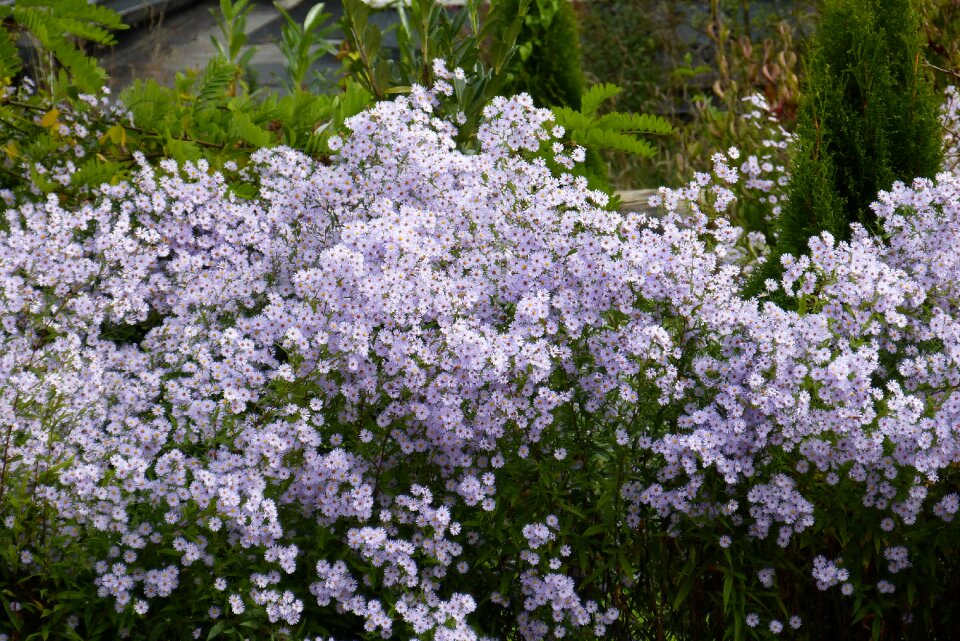Purple color ornamental plant