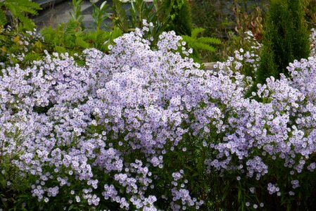 Purple color ornamental plant