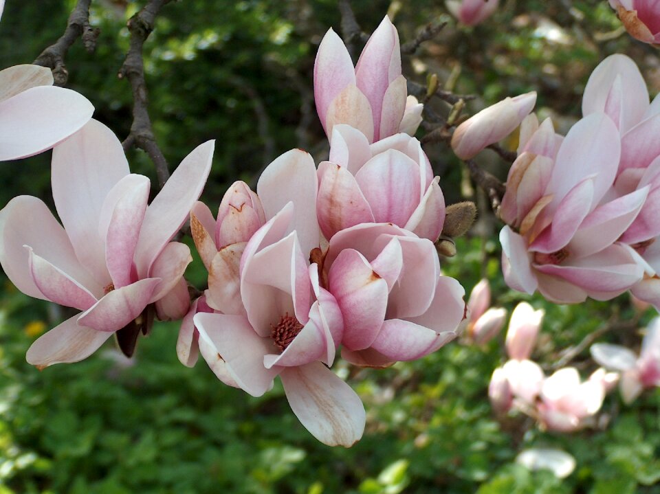 Spring magnolia full bloom