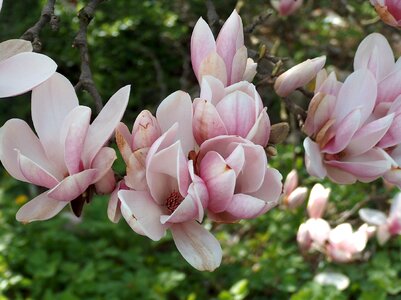 Spring magnolia full bloom photo