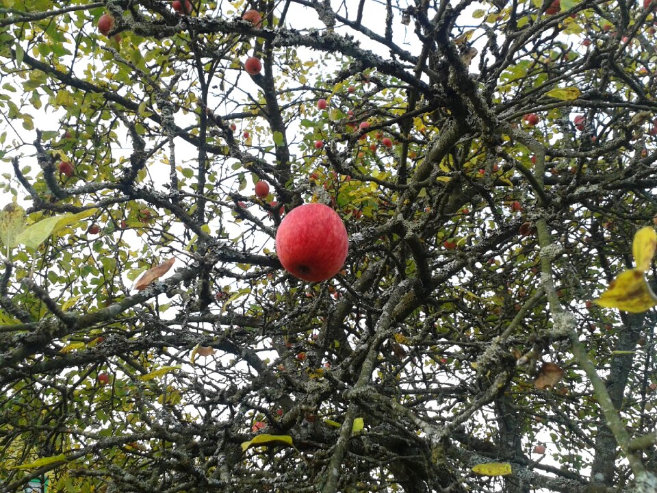 Apple autumn garden