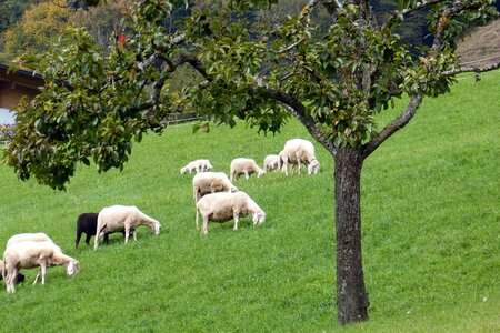 Graze animals pasture photo