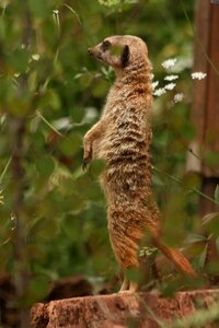 Nature mammal africa photo