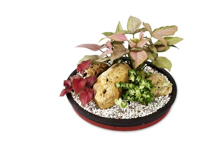 Singonium pot-scaping ornamental plants
