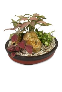 Singonium pot-scaping ornamental plants photo