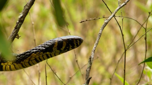 Animal world ecology nature