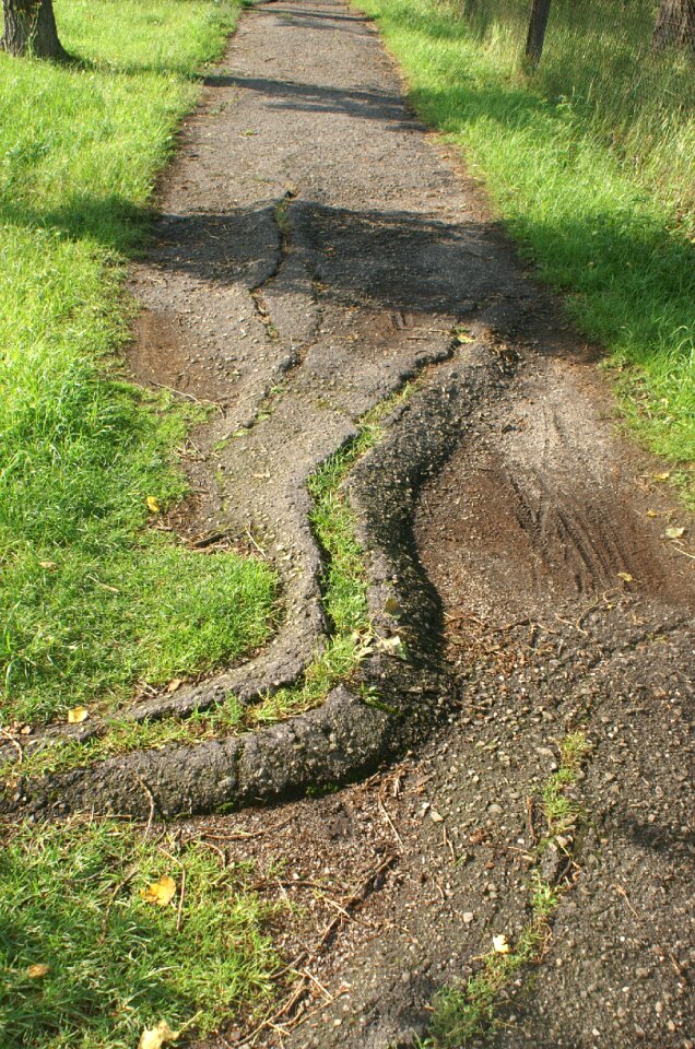 Cracked grass damaged