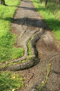 Cracked grass damaged