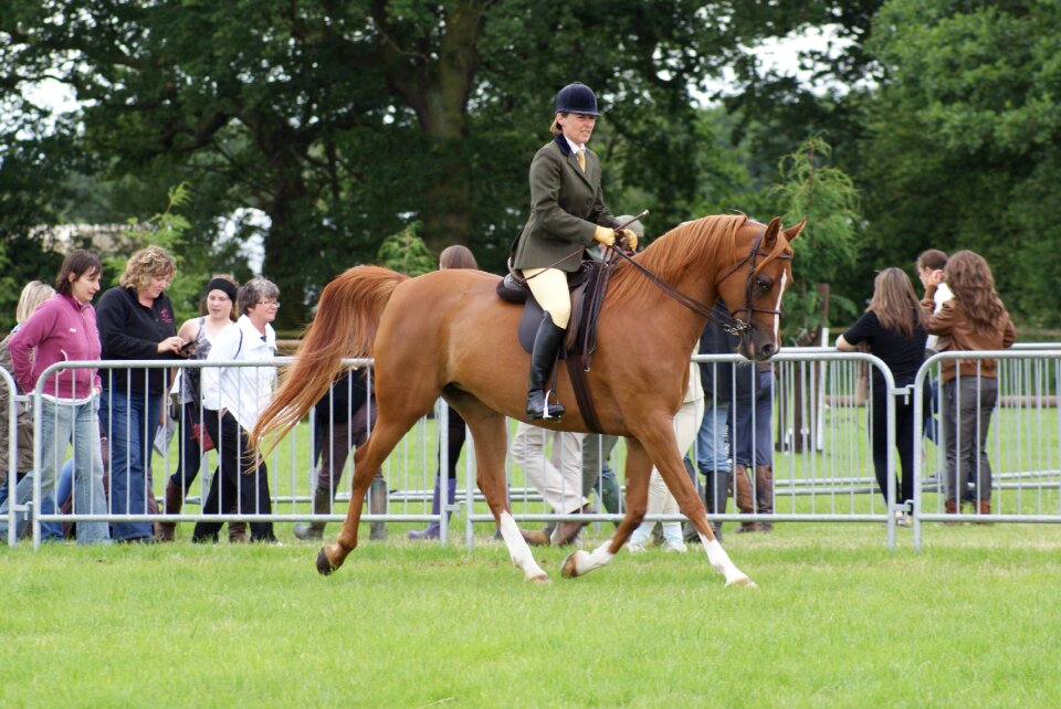 Ridden arab chestnut arab