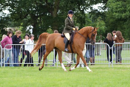 Ridden arab chestnut arab