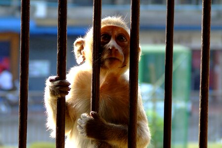 Sunlight caged hands photo