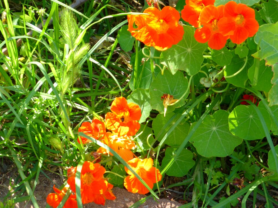 Orange flowers nature