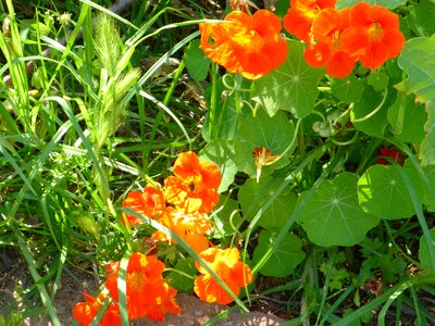 Orange flowers nature