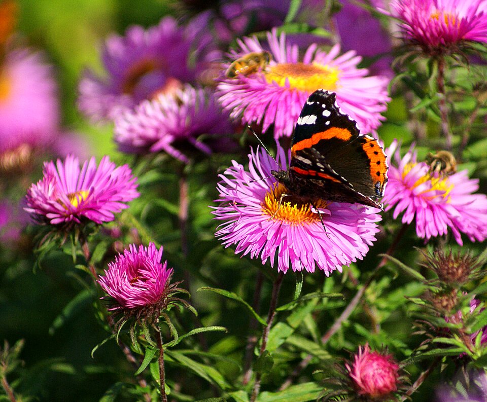 Pollination work autumn