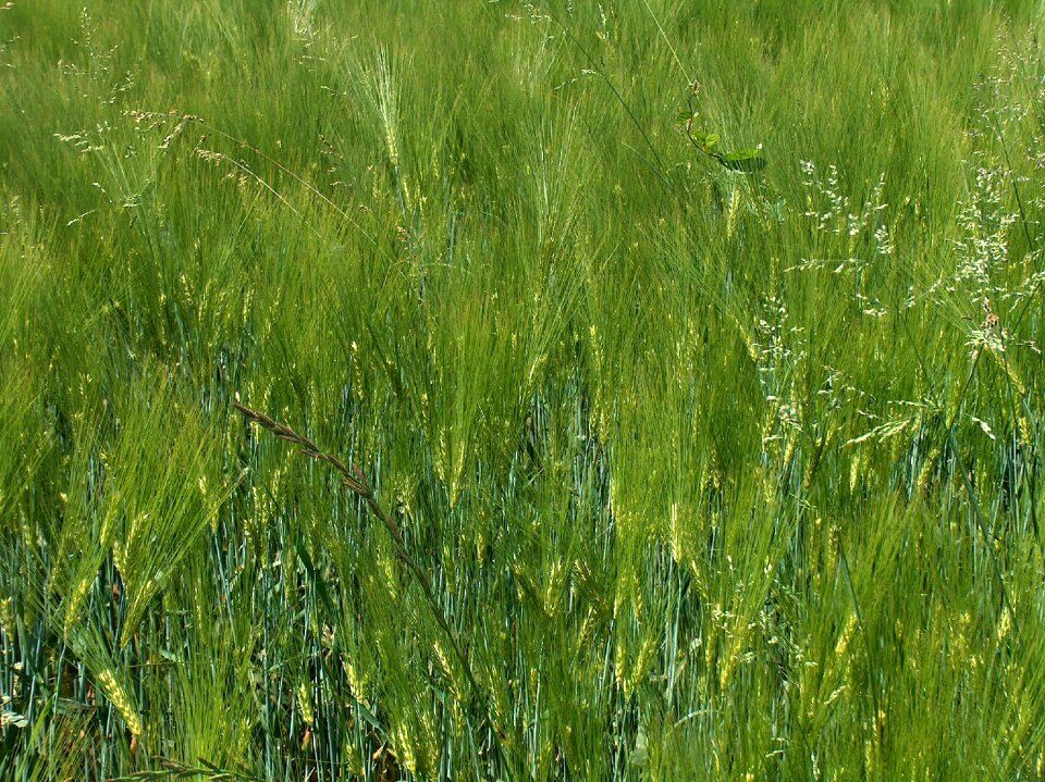 Spike wheat field field crops