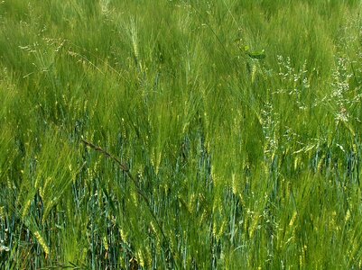 Spike wheat field field crops