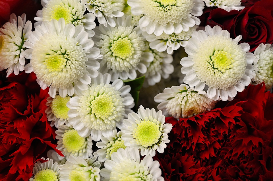 Nature macro background