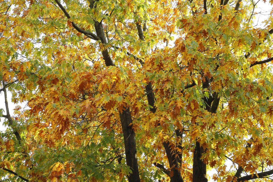 Autumn leaves autumn light