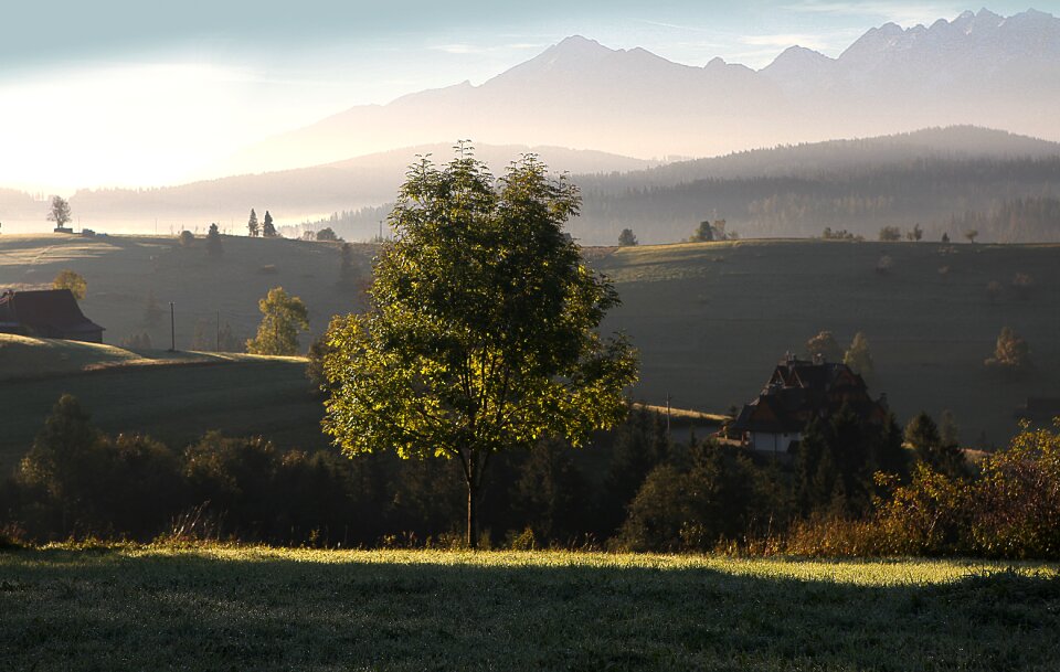 Polish tatras morning tree