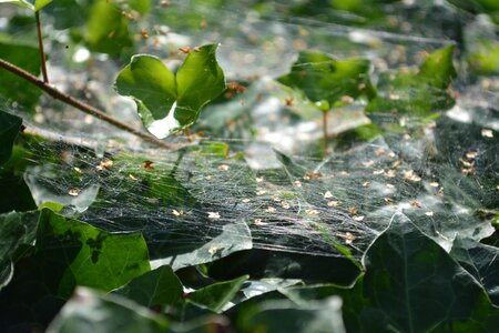 Leaf plant ivy photo