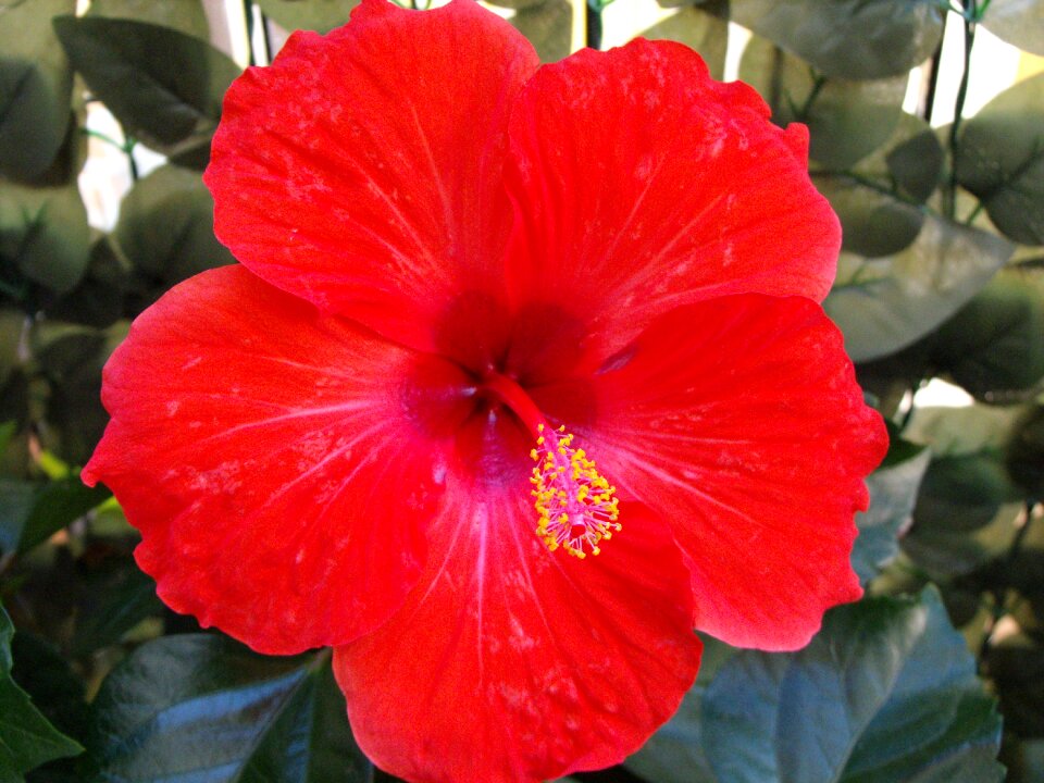 Colorful colored malvaceae