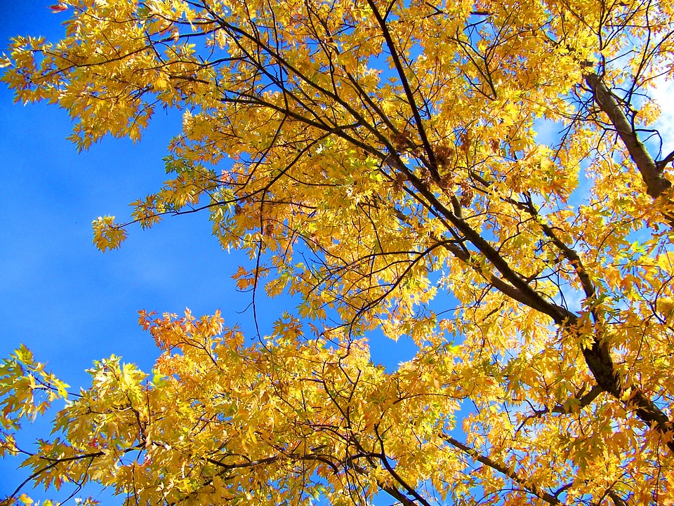 Golden yellow leaves photo