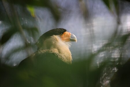 Wildlife bird nature