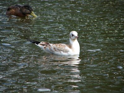 Bird gull water photo