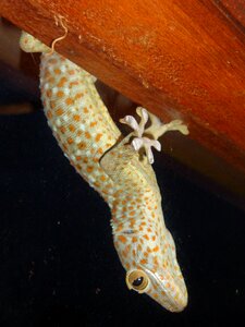 Reptile wildlife
