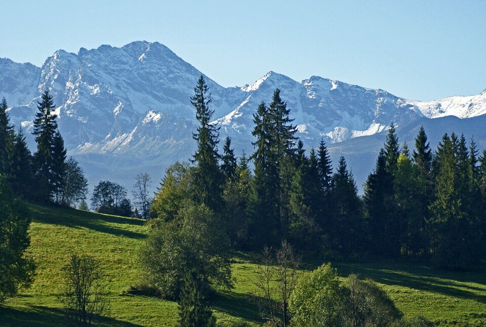 Forest landscape nature
