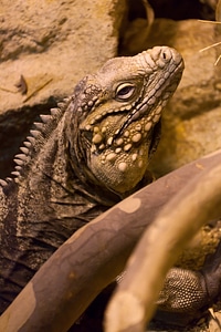 Dragon iguana large