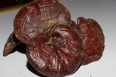 Chinese medicine ganoderma health