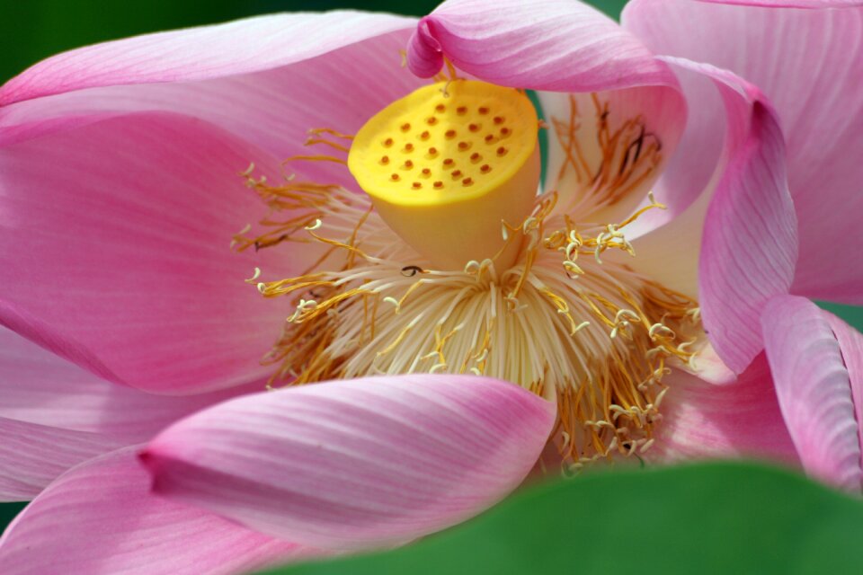 Flora flower botany