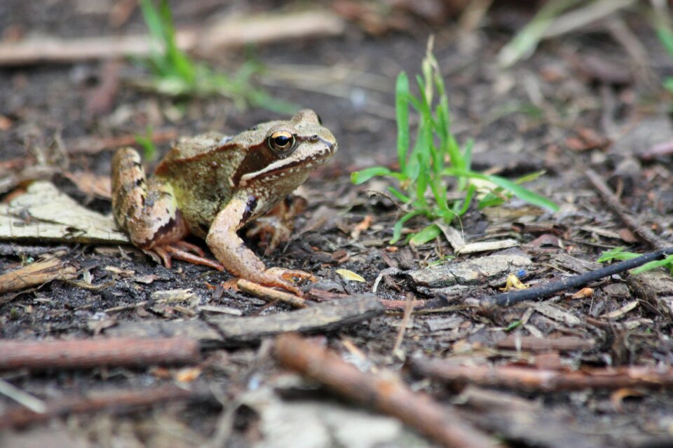 Earth nature amphibian