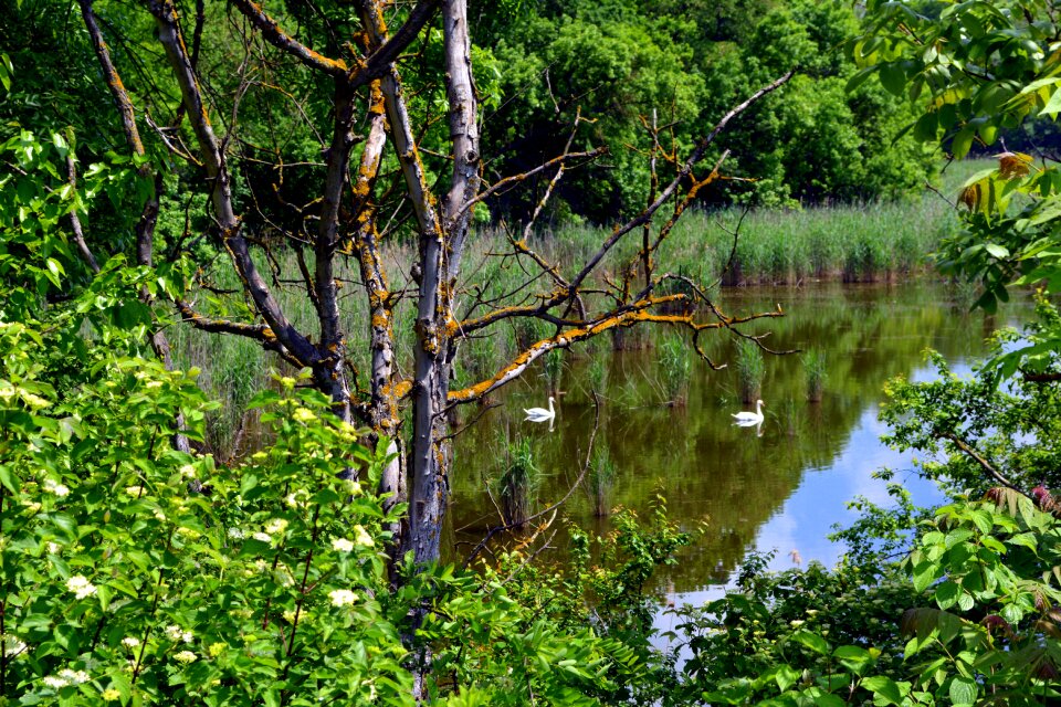 Forest water reflection