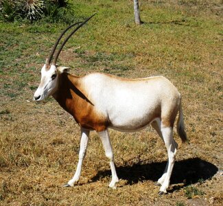 Antelope impala mammal photo