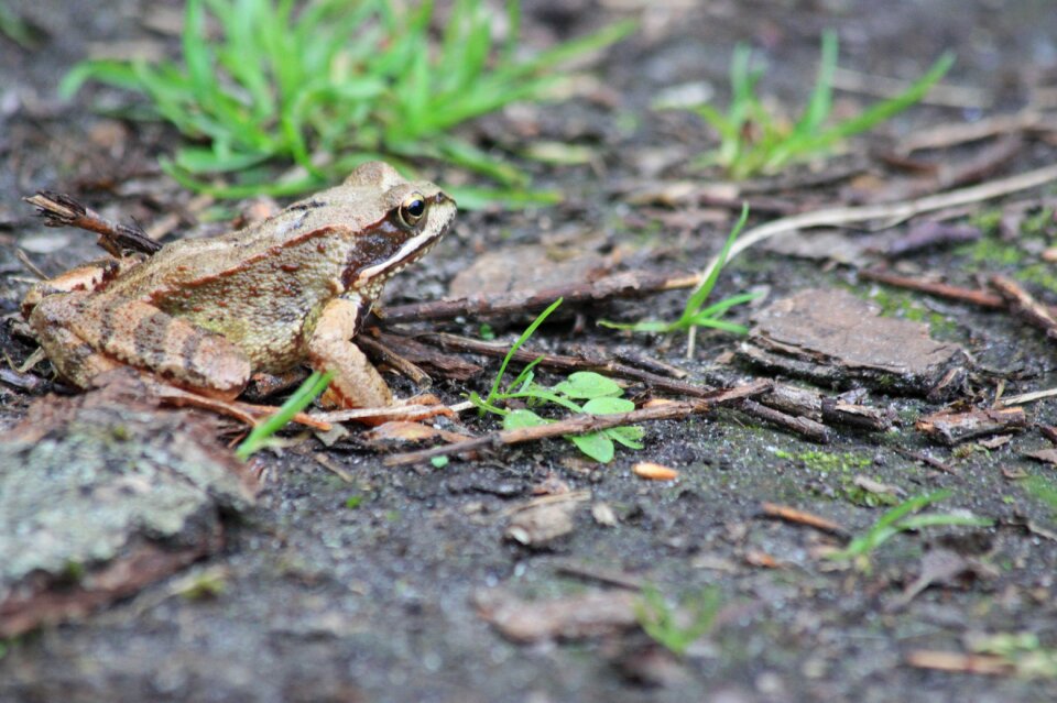 Earth nature amphibian