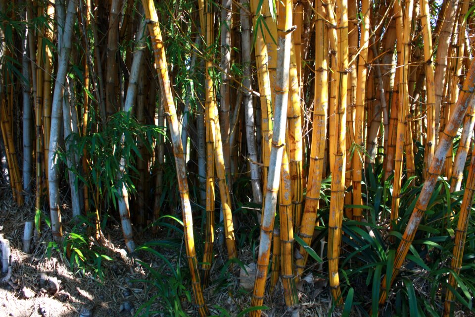 Green jungle growth photo