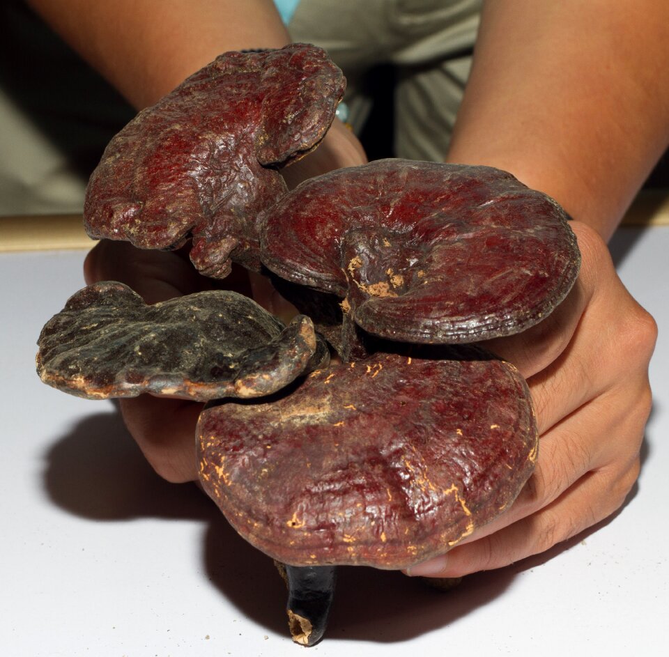 Chinese medicine ganoderma health