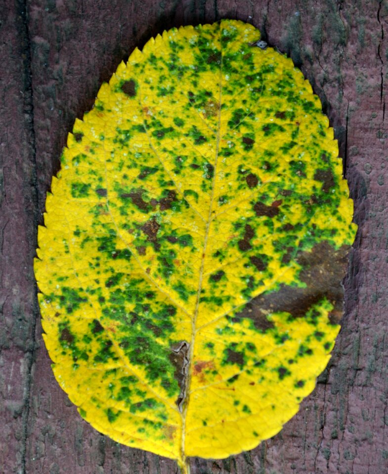 Leaf nature fall