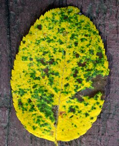 Leaf nature fall