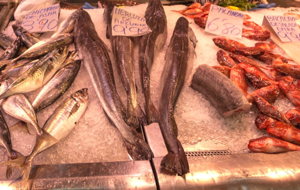 Hake red mullet sardines
