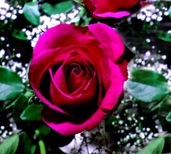 Red rose bloom romantic photo