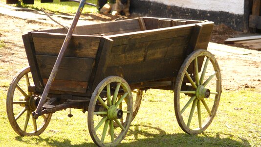 Carriage field horses