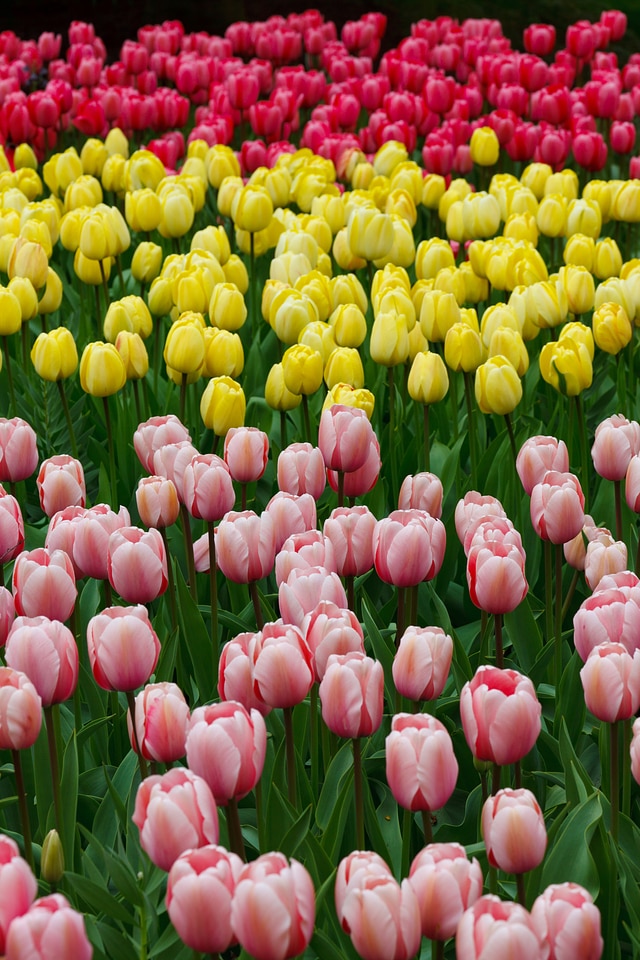 Blossom color colorful